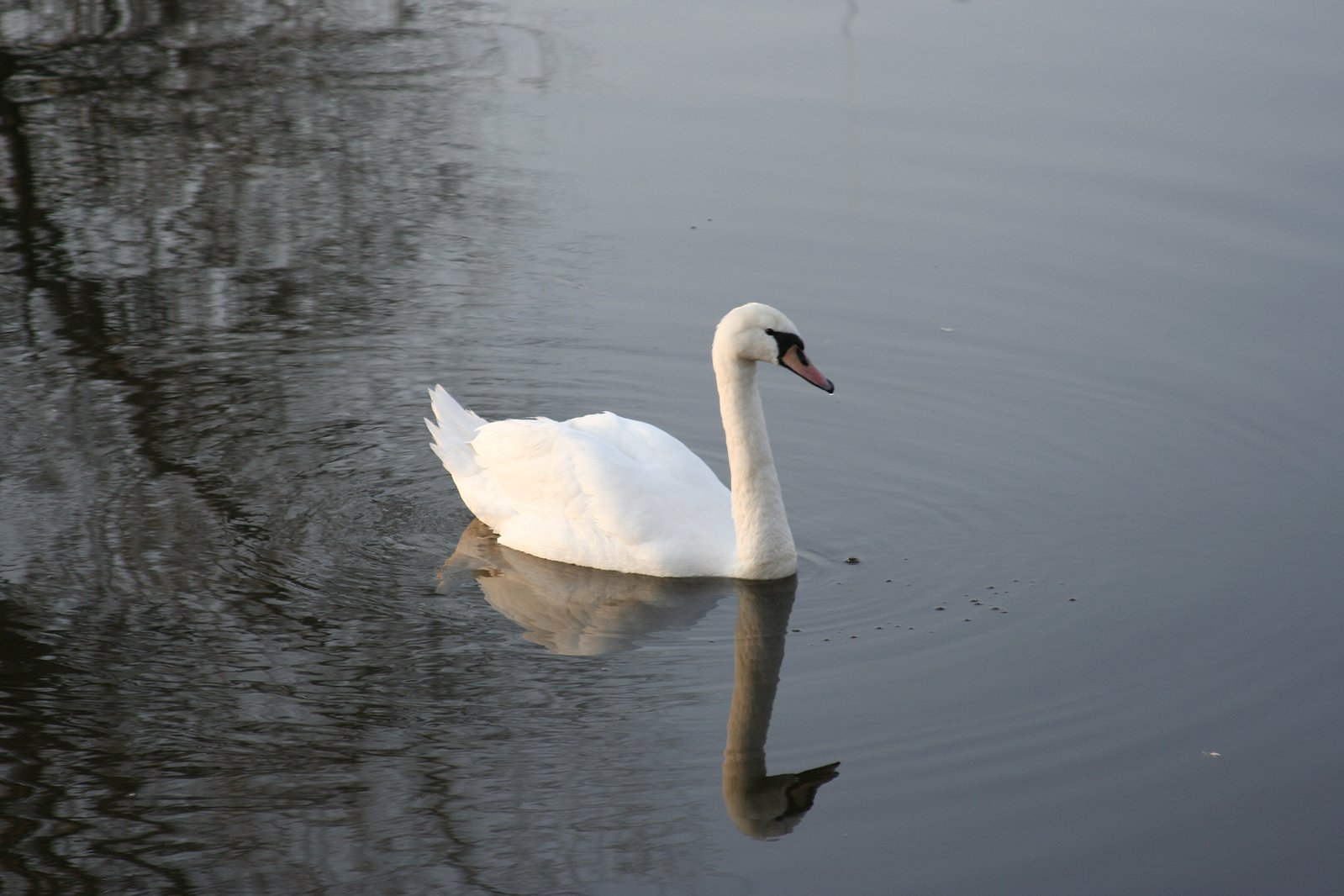 a swan is swimming on the water of a pond