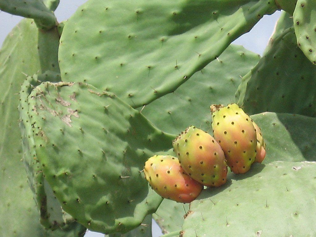 some fruit is on a cactus leaf outside