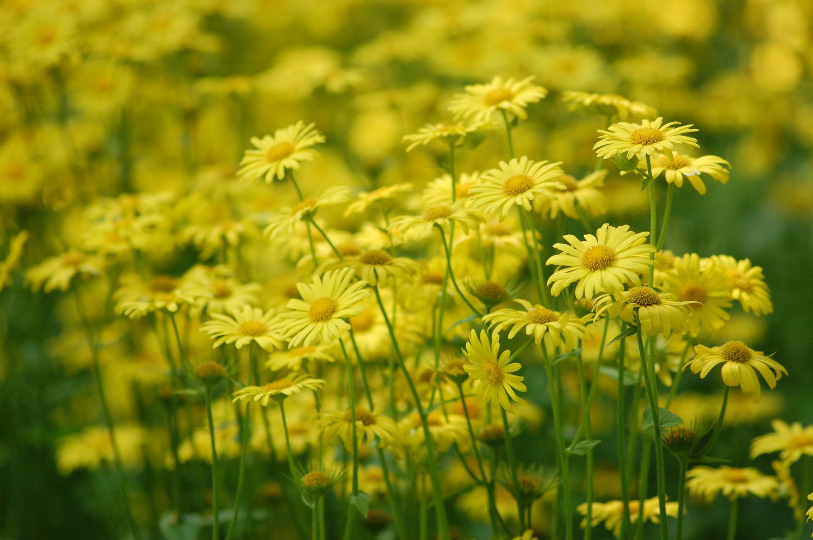 a bunch of yellow flowers in the middle of a field