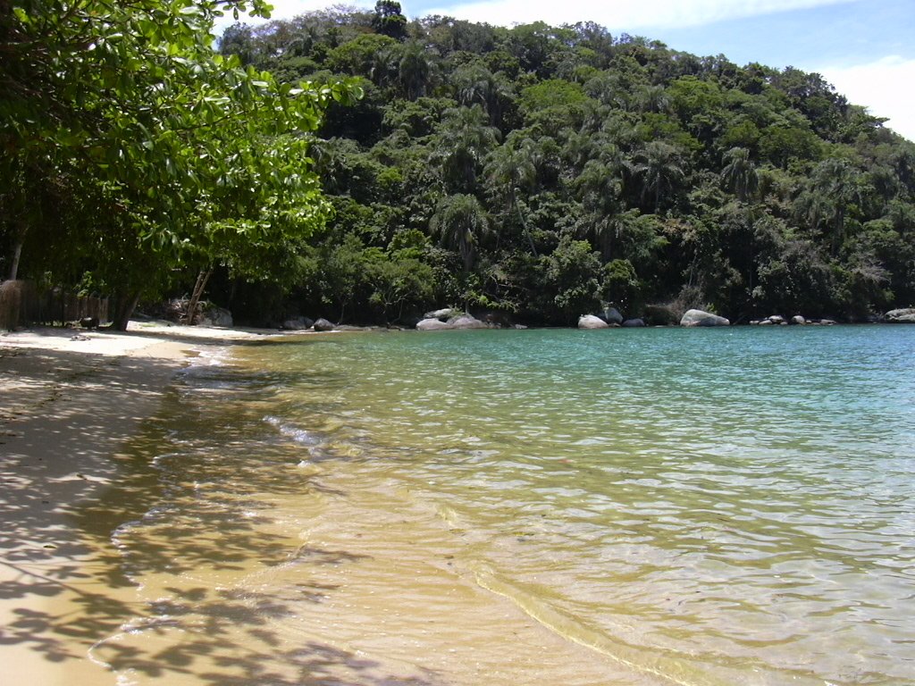 a beach next to trees and water