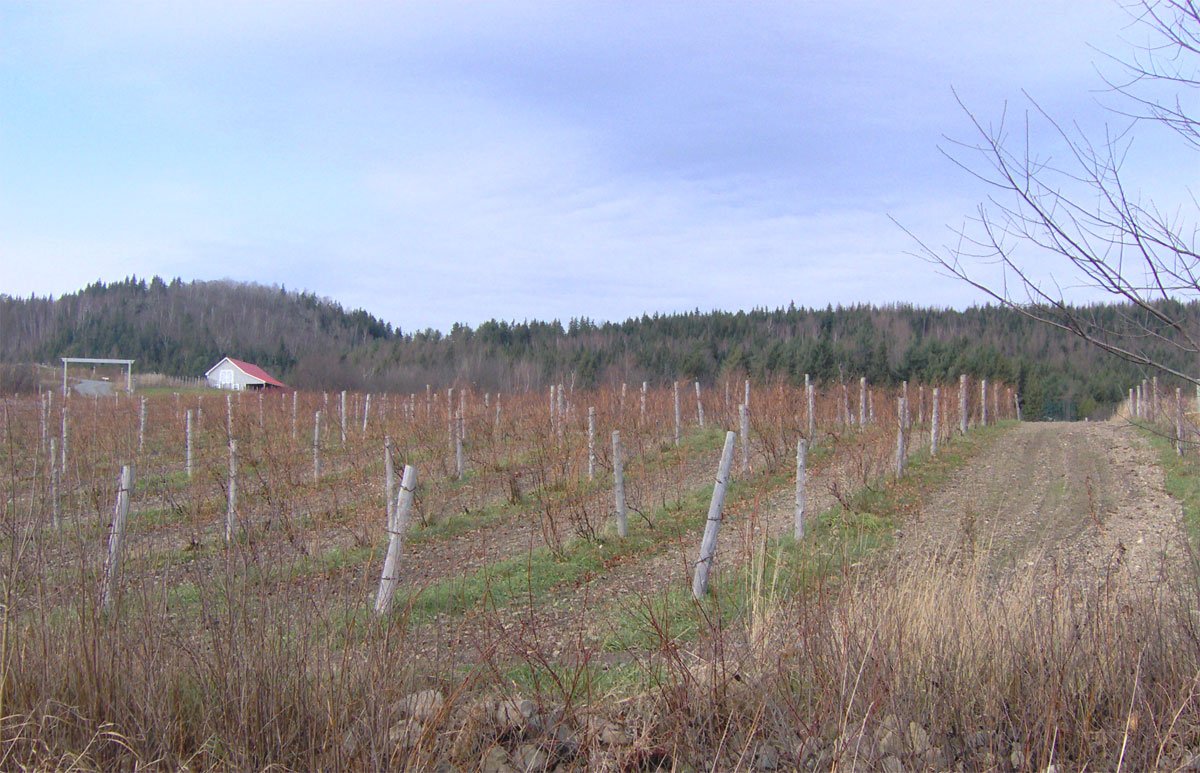 a long, bare field with trees and fences