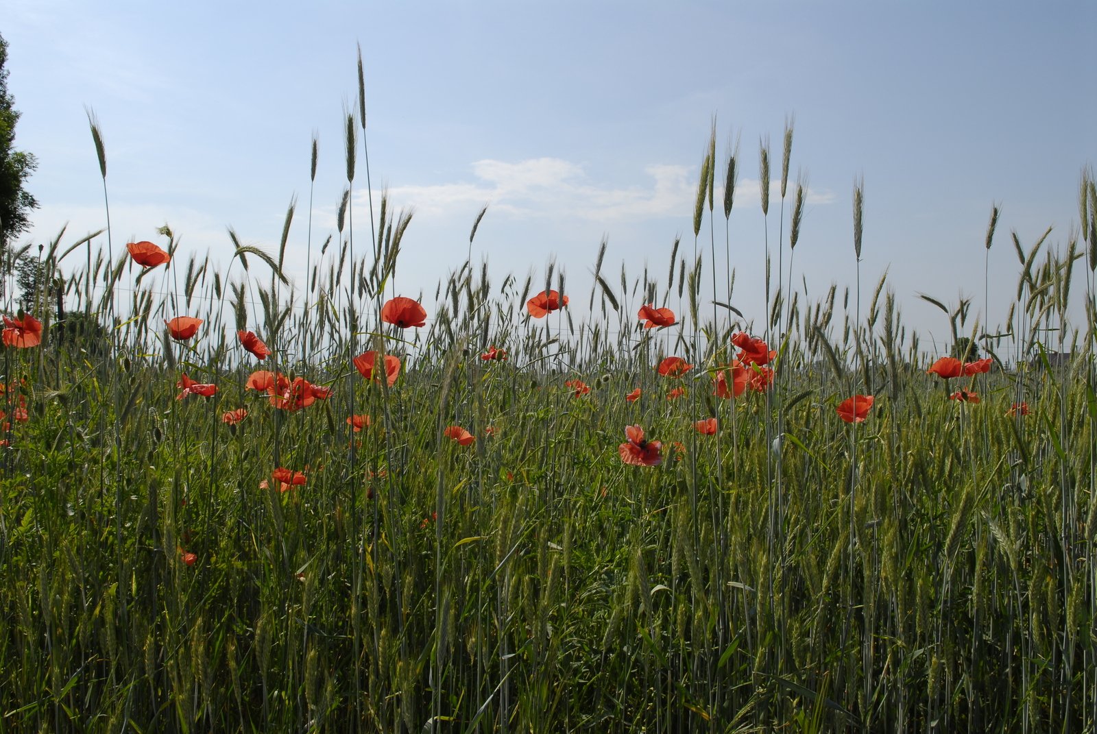 a field of tall grass and red poppies