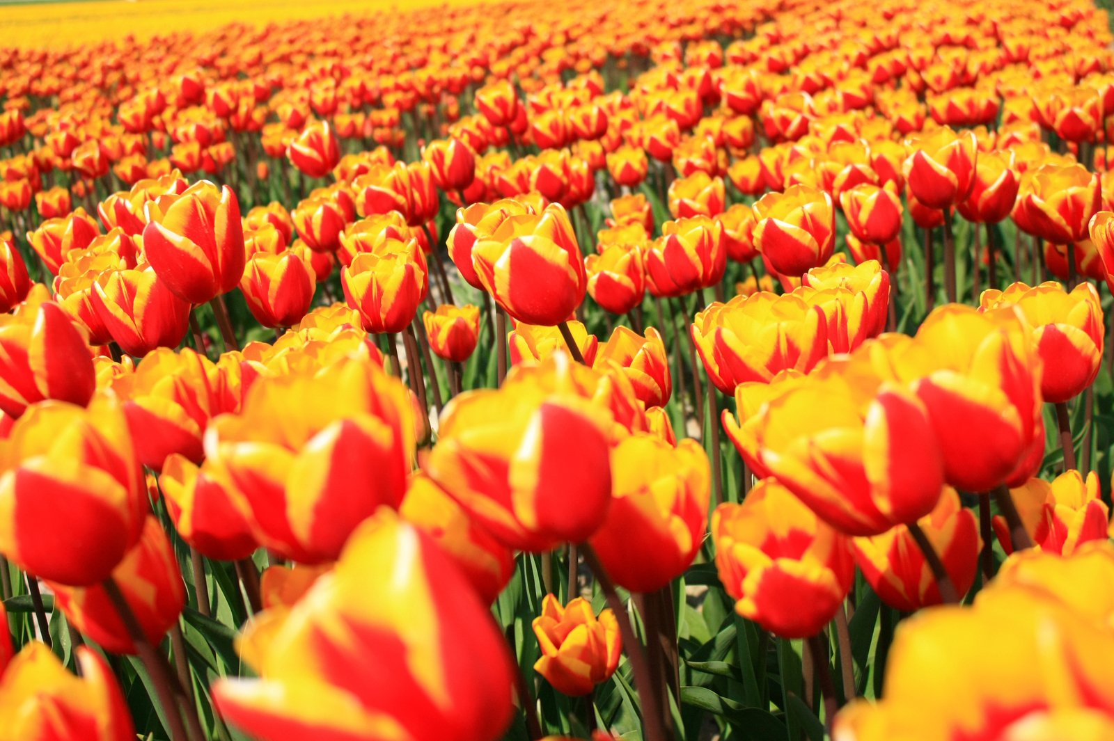 yellow and red tulips in a field with green grass