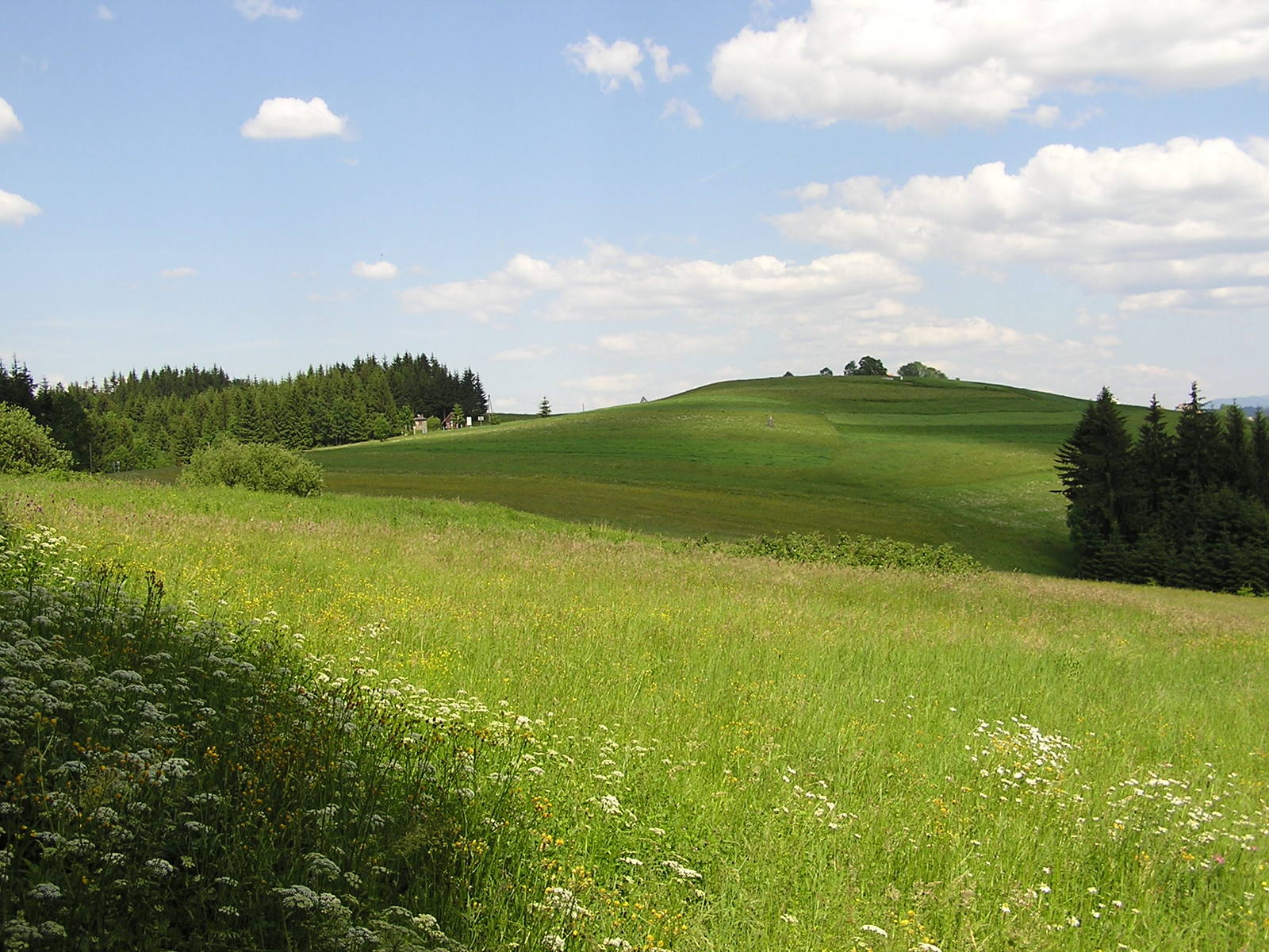 a grassy hill that has been cut up by trees