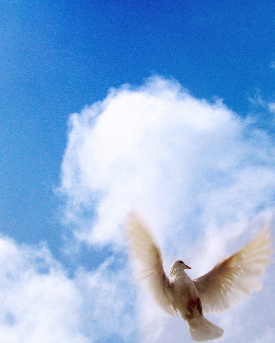 a white pigeon is soaring through the blue sky