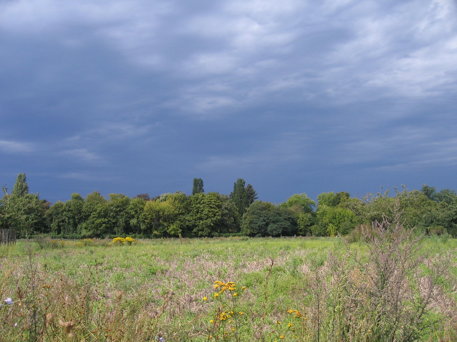 there is a small field full of tall grasses