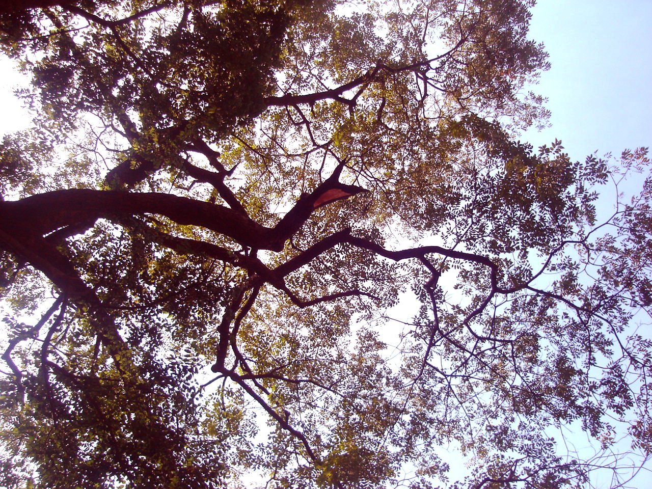 a bird is perched in the top of a tree