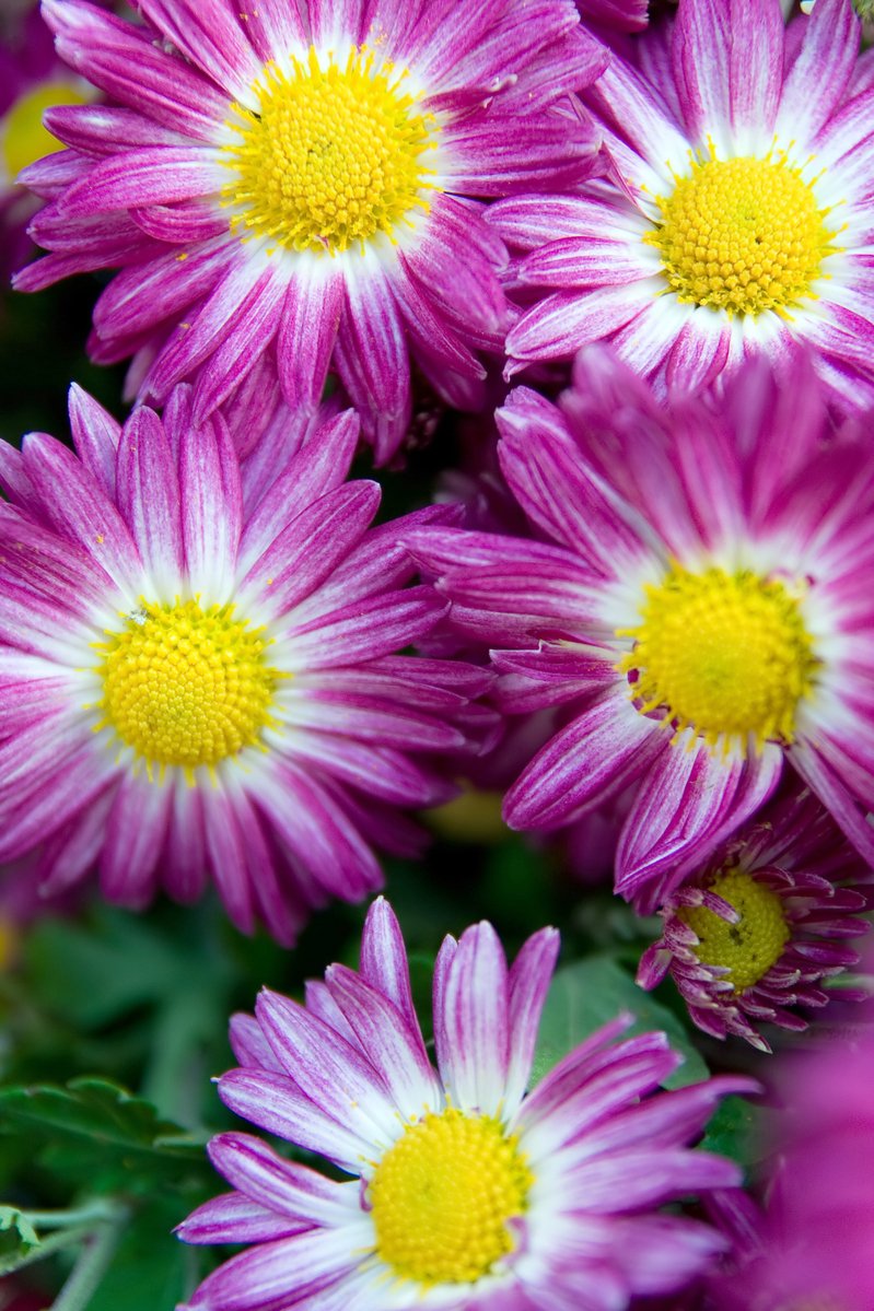 closeup image of pink flowers with yellow center