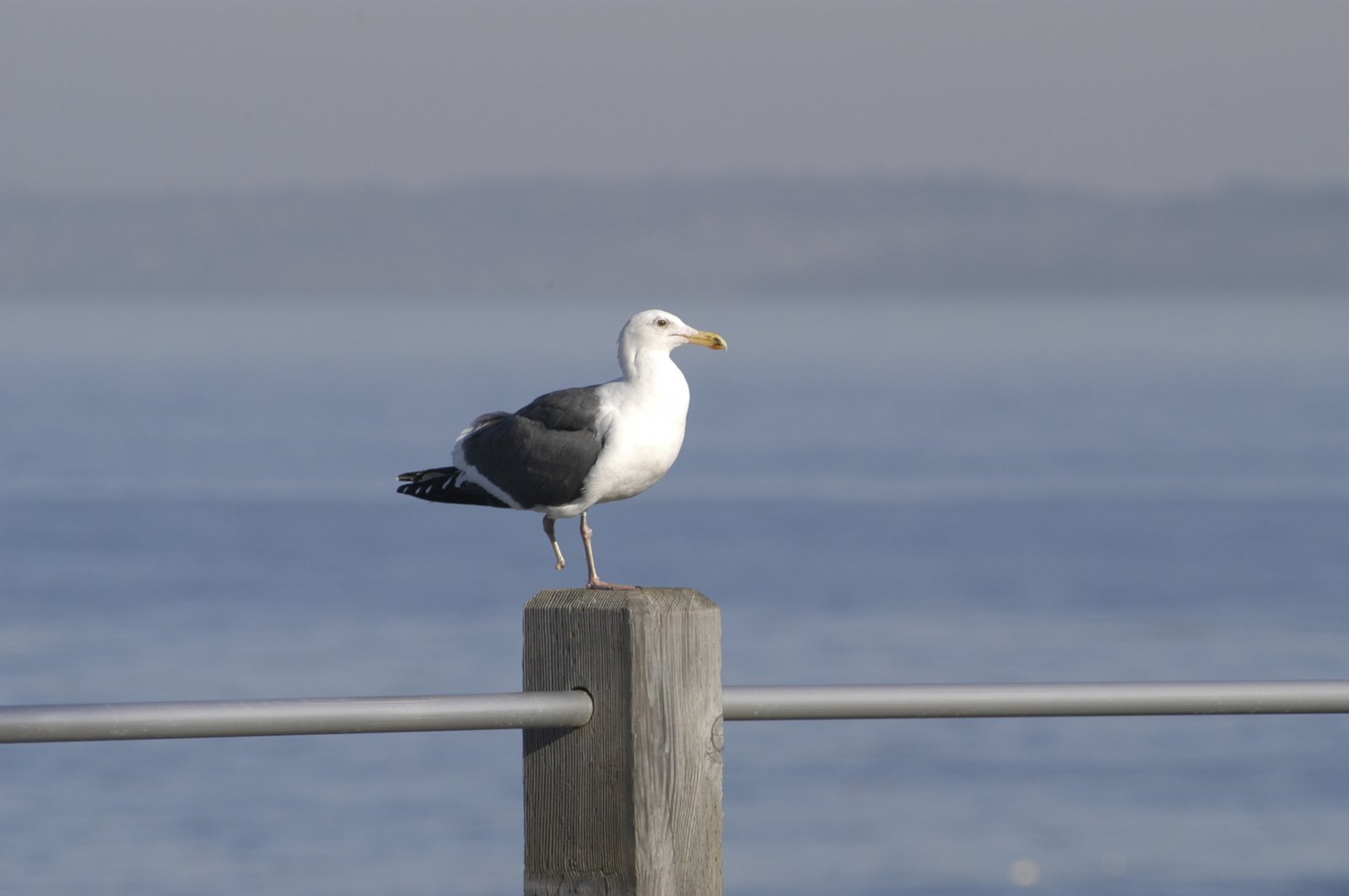 a white and gray bird standing on top of a wooden post