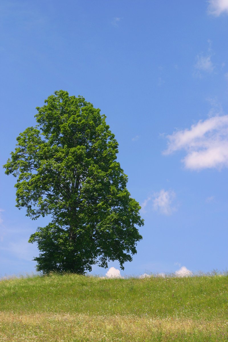 an open green grassy field with a tall tree in the center