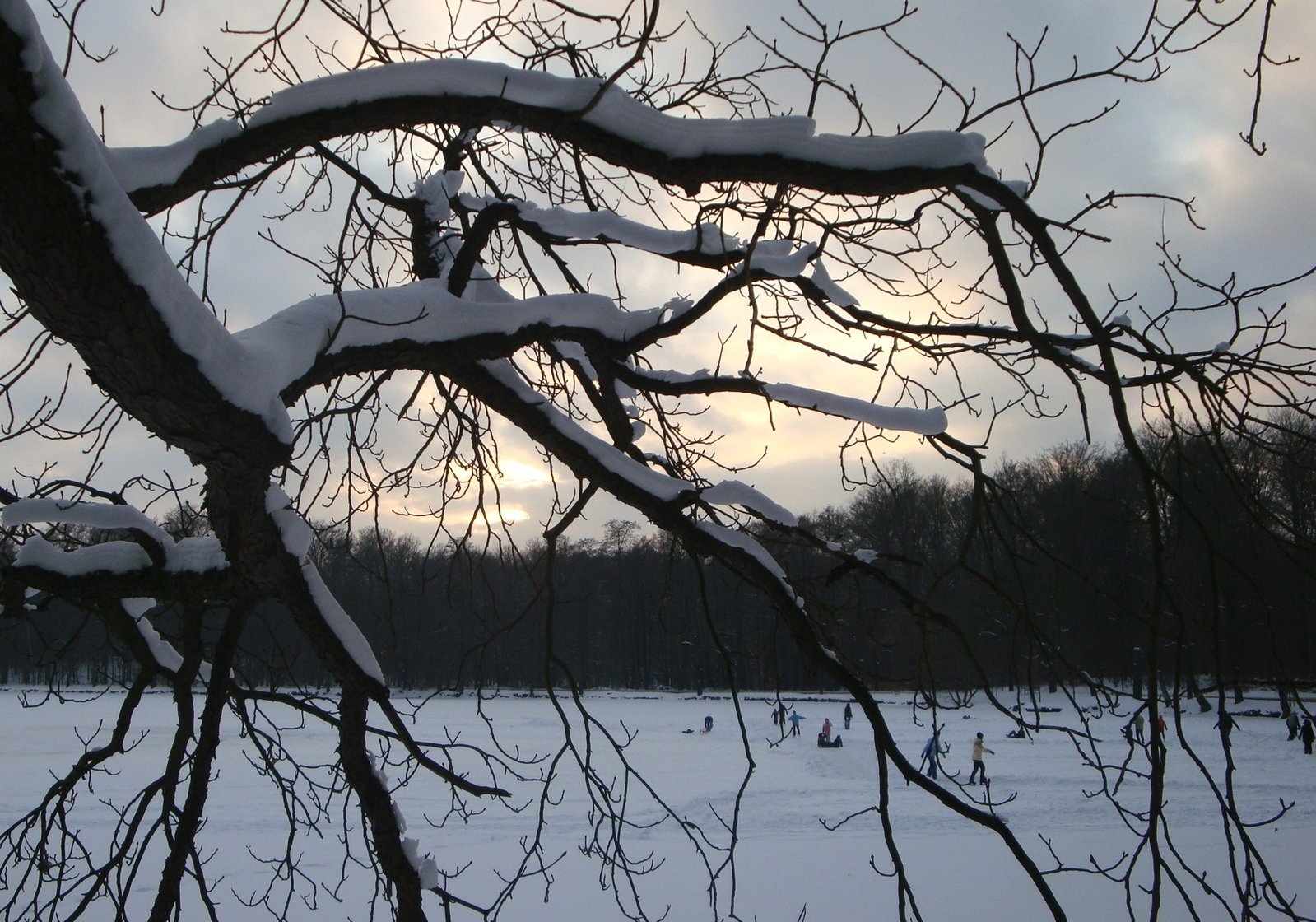 a large tree in front of a frozen river