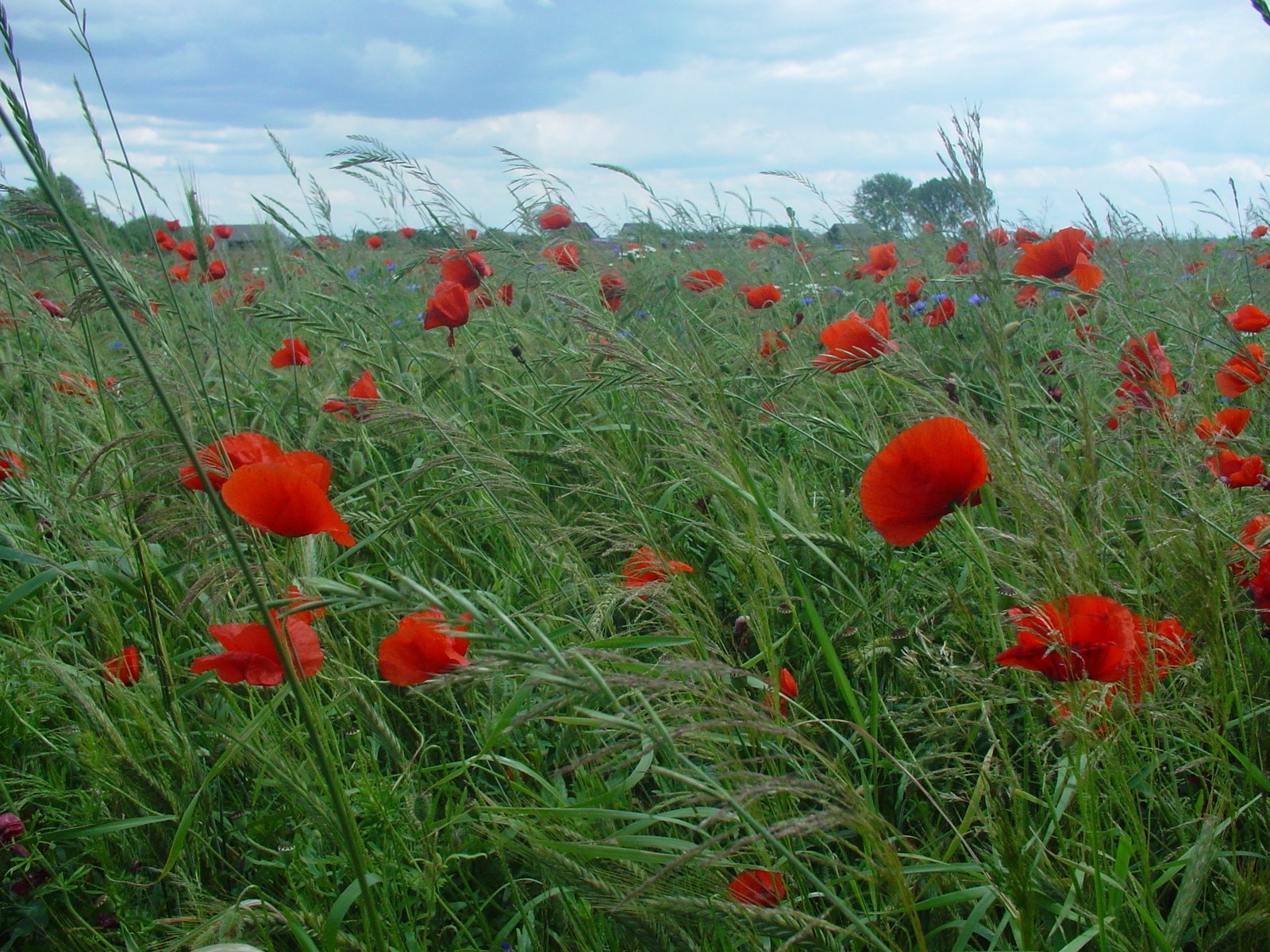 a field full of red flowers in the grass