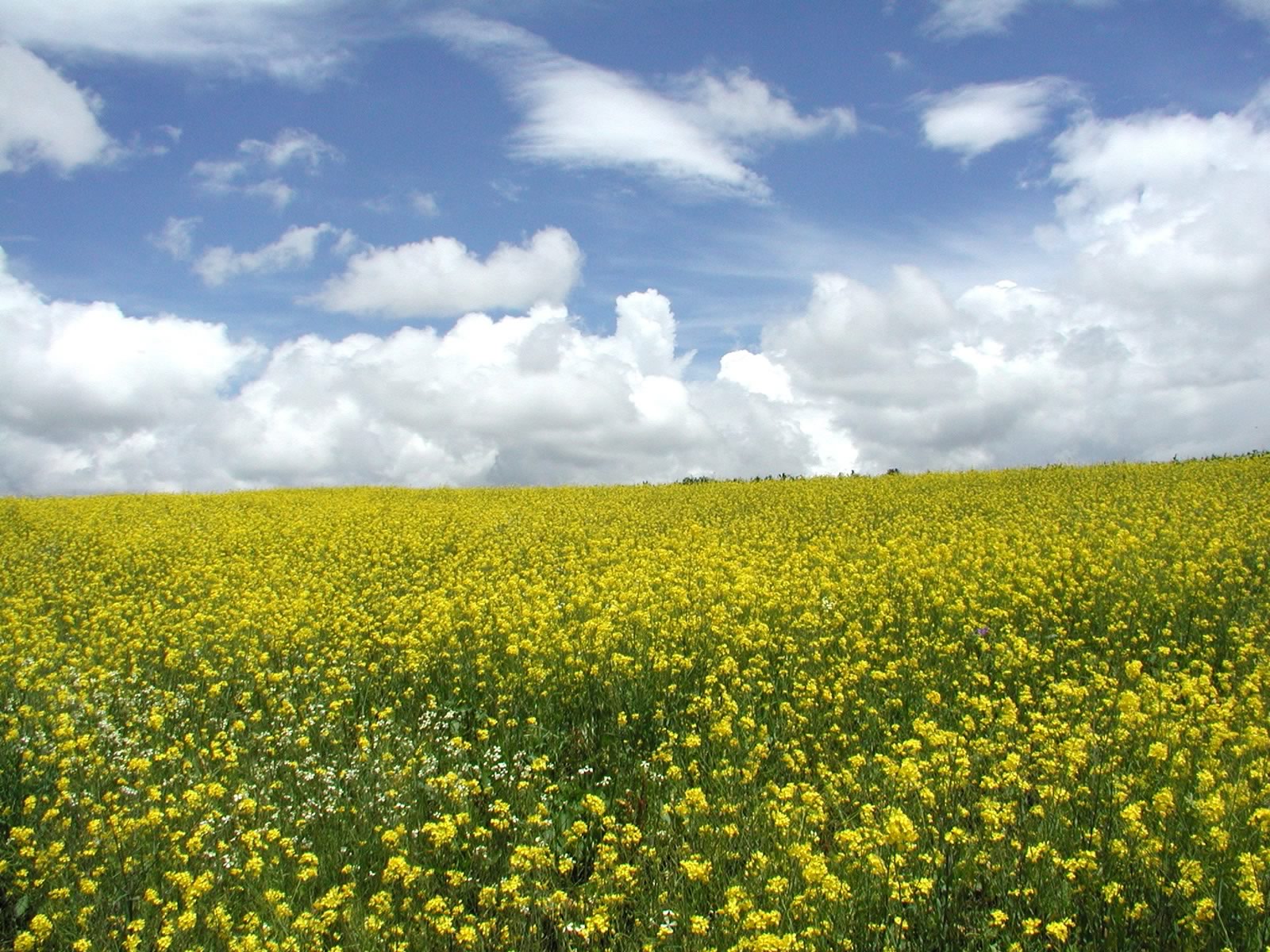 a field of yellow flowers and cloudy skies
