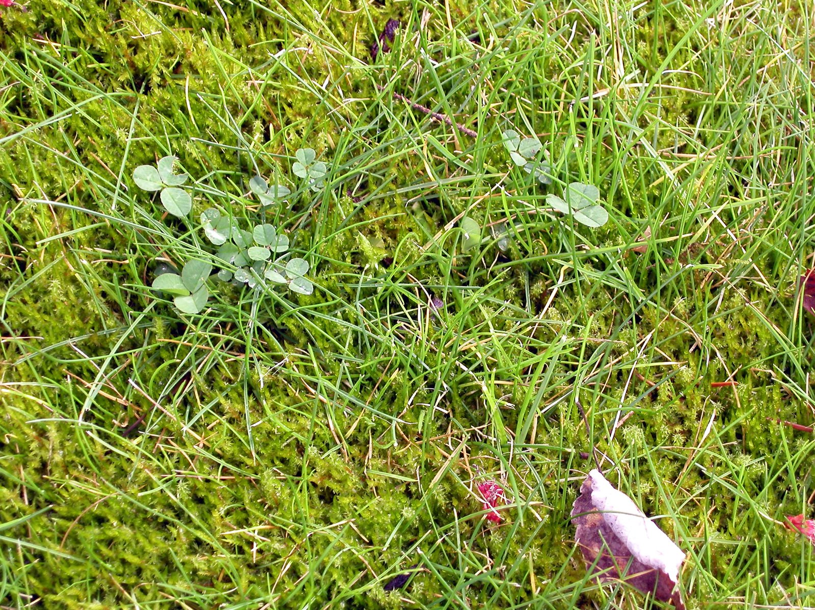 several different leaves are placed on a patch of grass