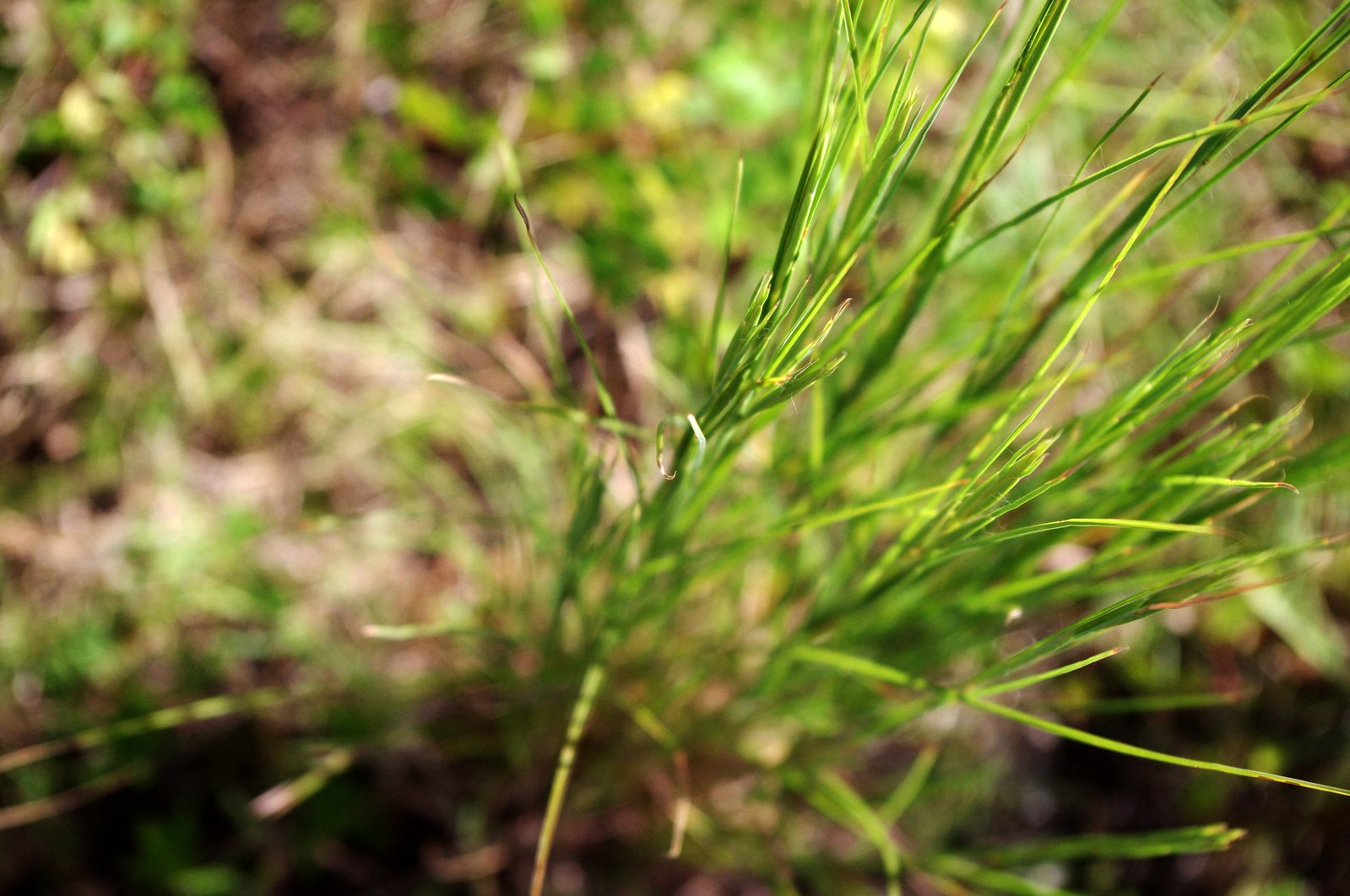 there are small green needles in the grass