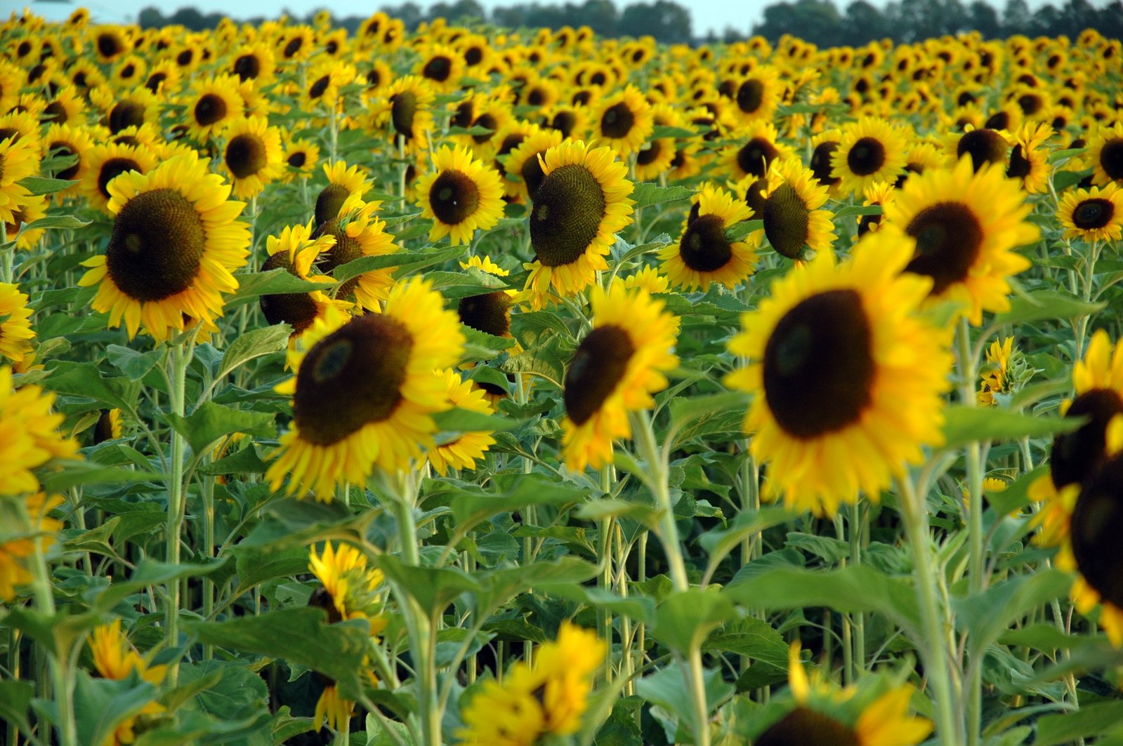 sunflowers are shown in a field as a blue sky is above them