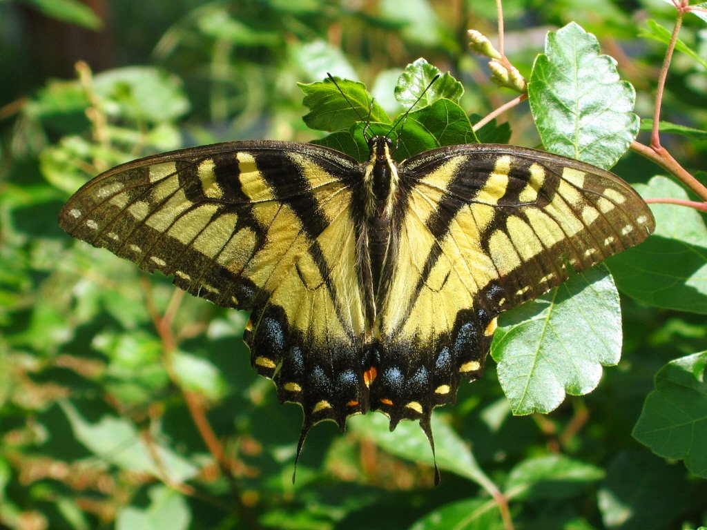 a large yellow erfly sitting on top of a green leaf
