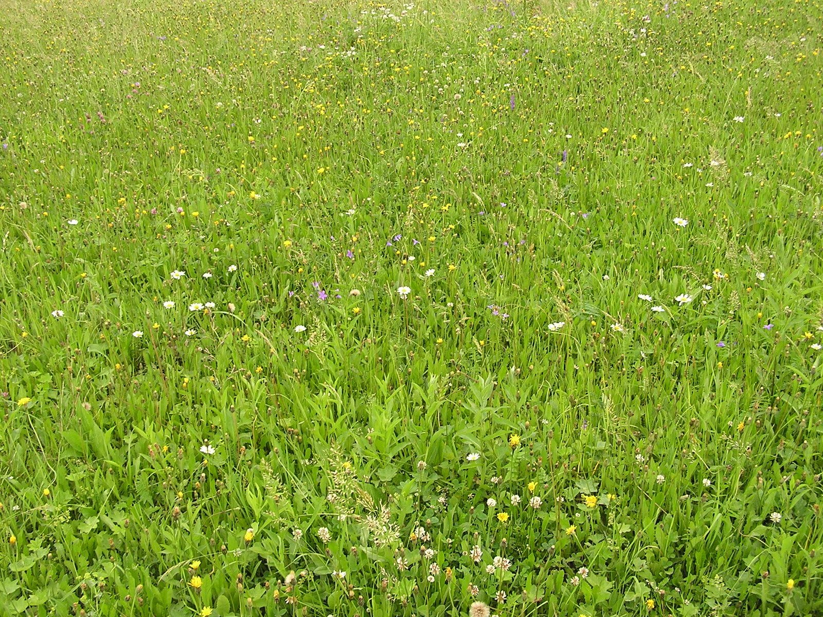 a grassy field that is covered in small white flowers