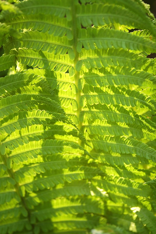 closeup of a green plant with long, thin leaves