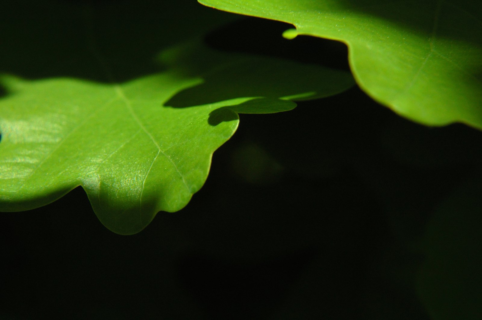 a green leaf with an insect on it