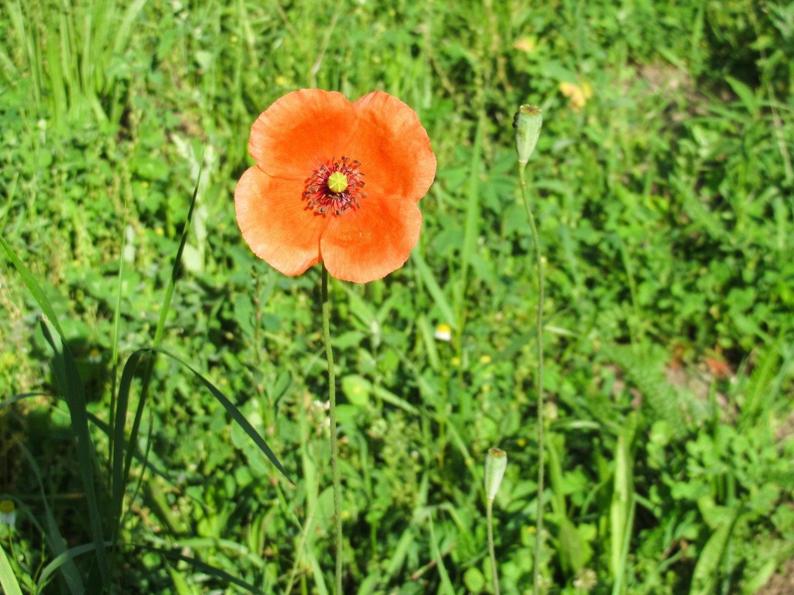 a red flower is standing out in a field