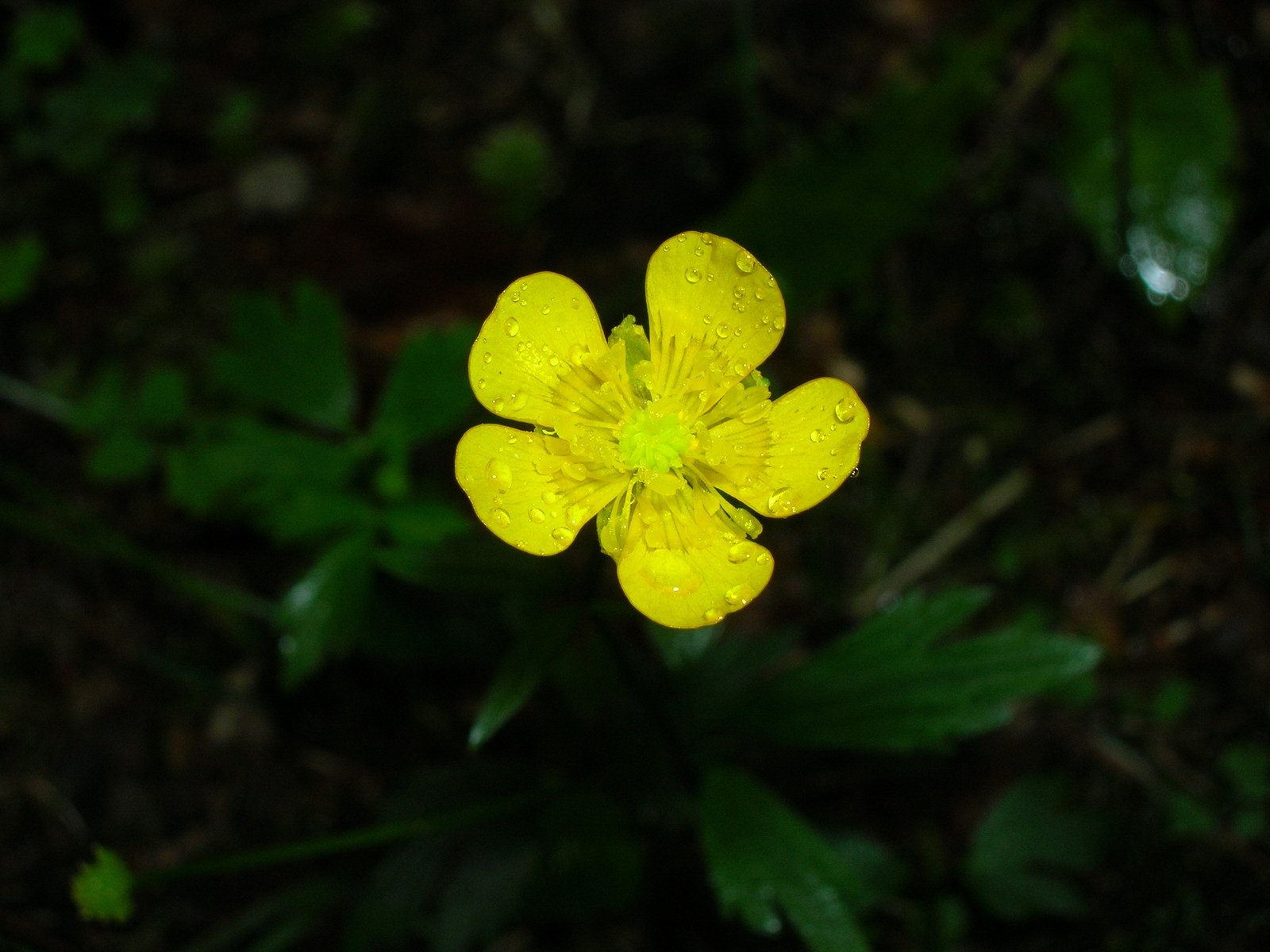 the bright yellow flower is on the green plant