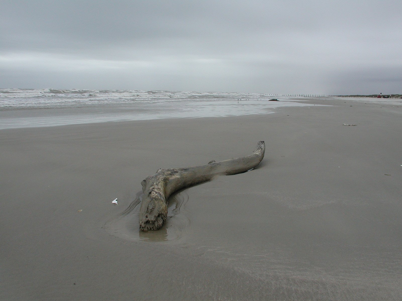 a log sitting on top of a sandy beach