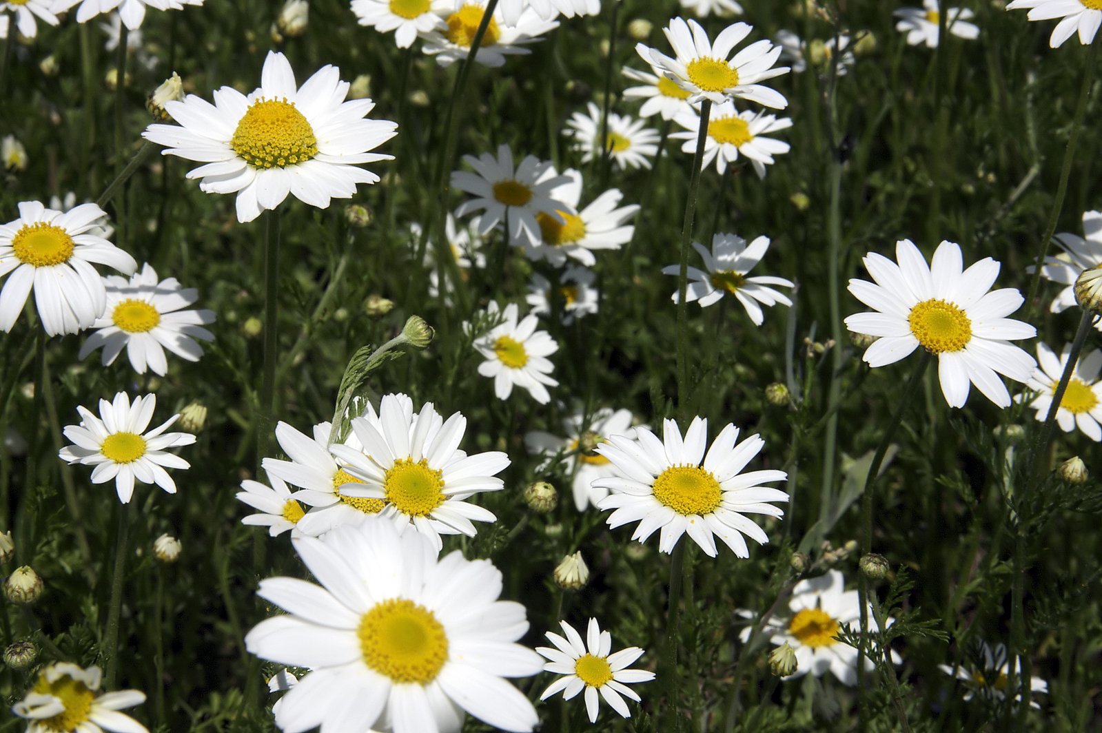 an image of white daisies and yellow flowers