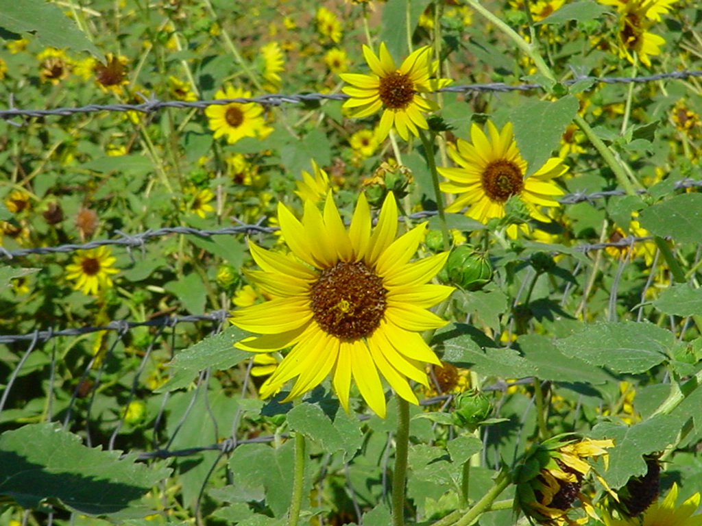 a number of small sunflowers by a fence