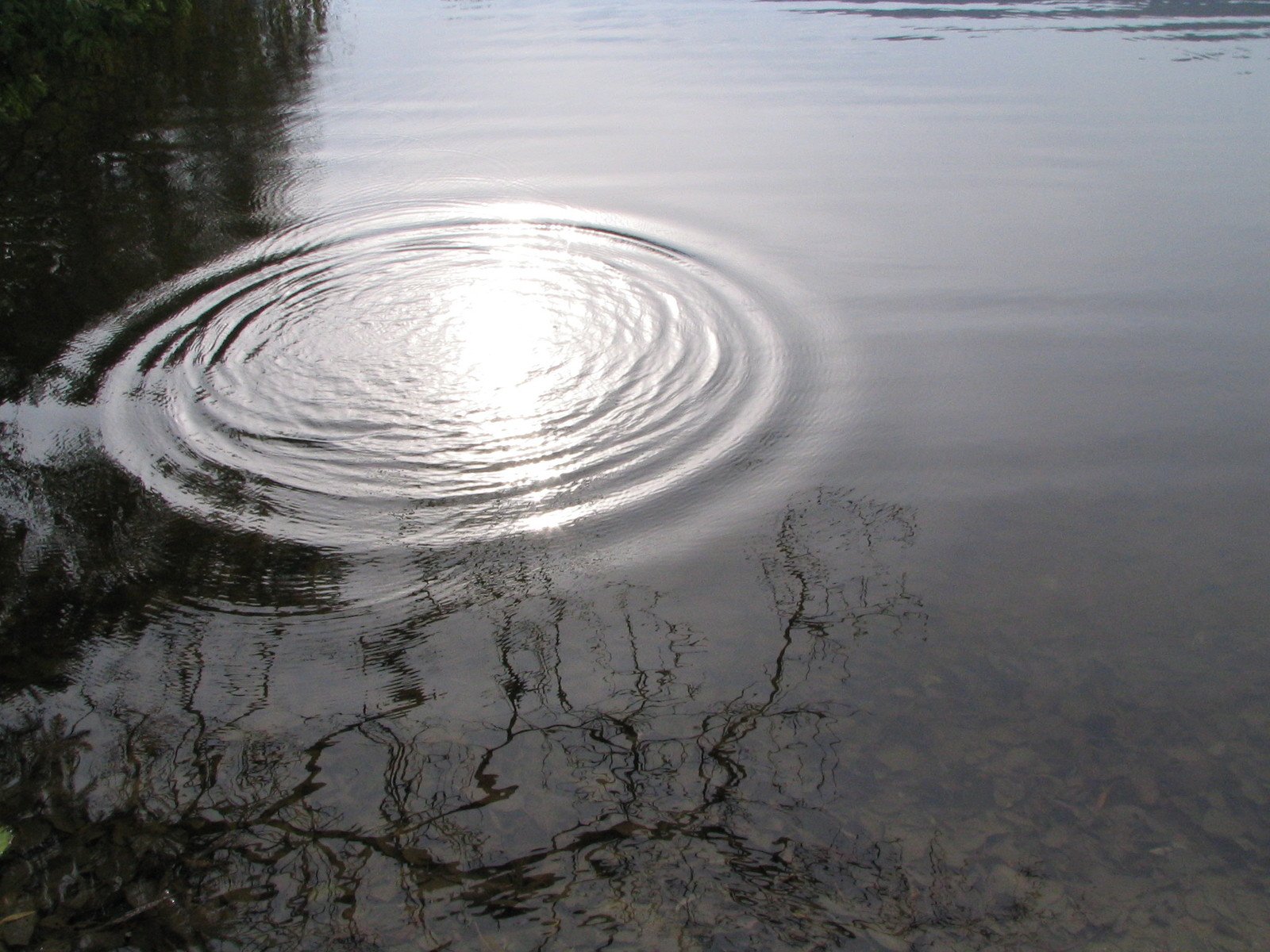 the circles of the ripple are reflected in the water