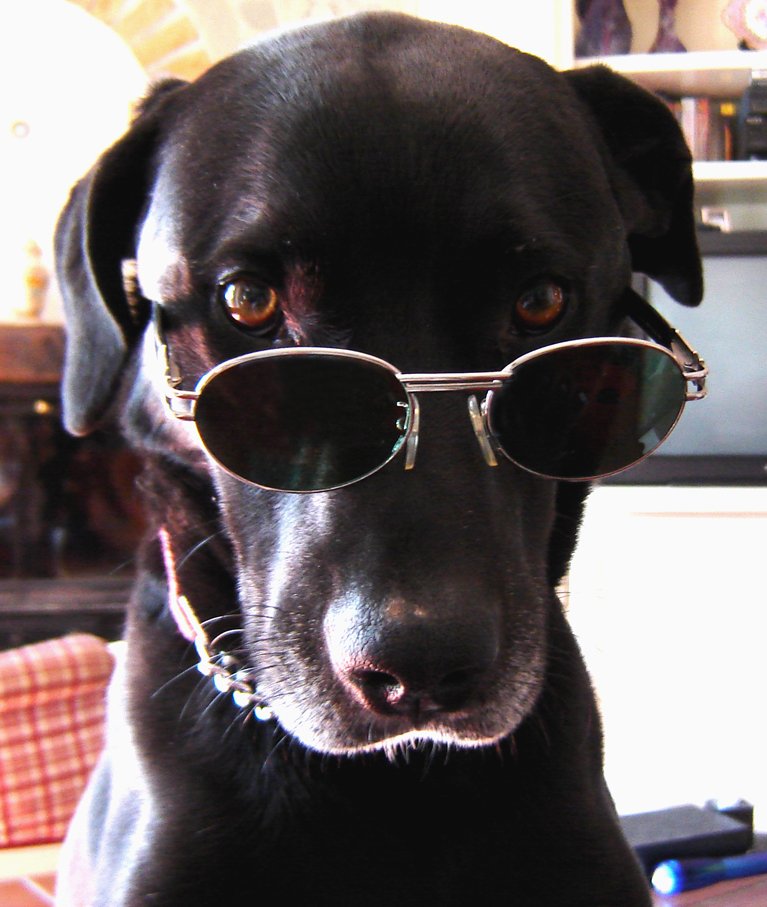 the dog is wearing a pair of sunglasses