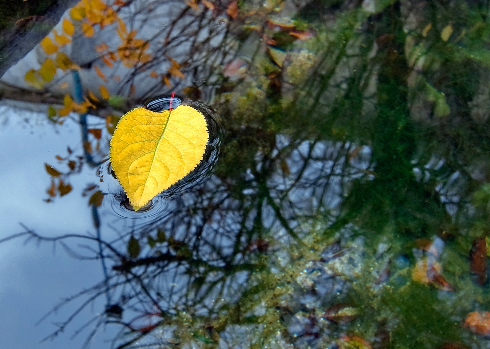 a leaf that is sitting on the ground in water