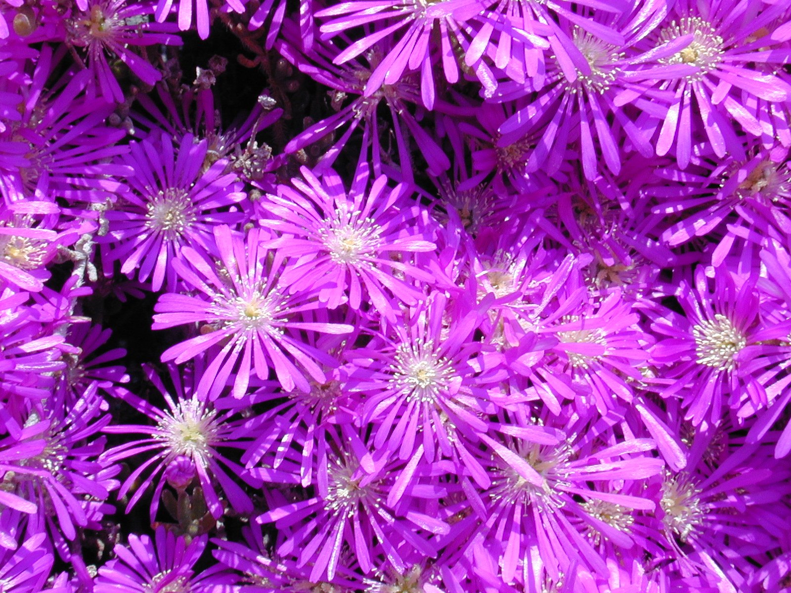 purple flowers with a few large white centers