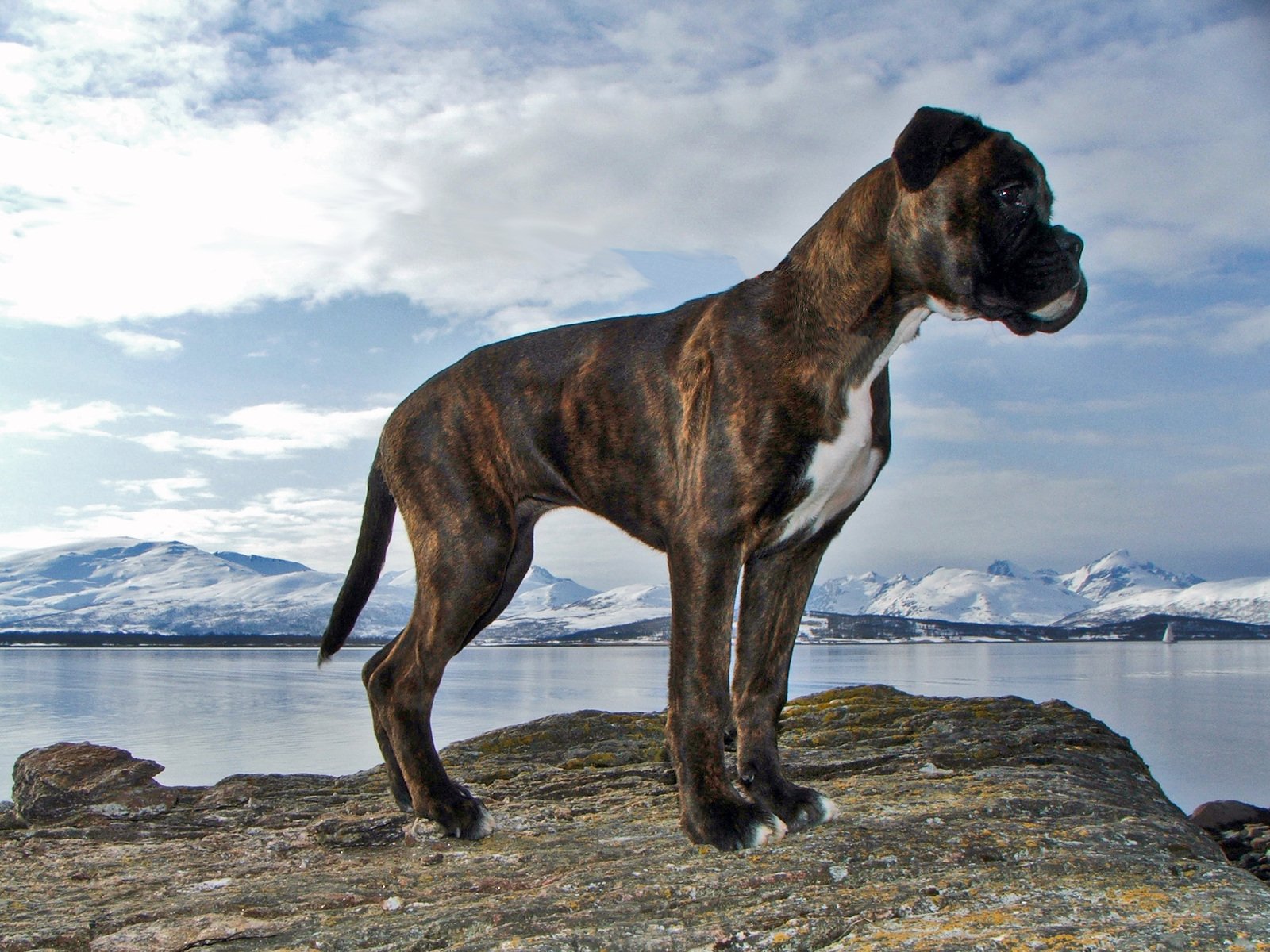 a big dog standing on top of a rock next to water