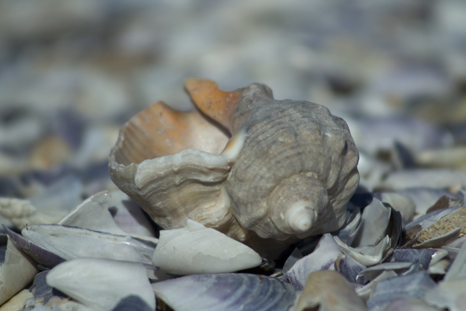 a cluster of shells with brown and tan spots