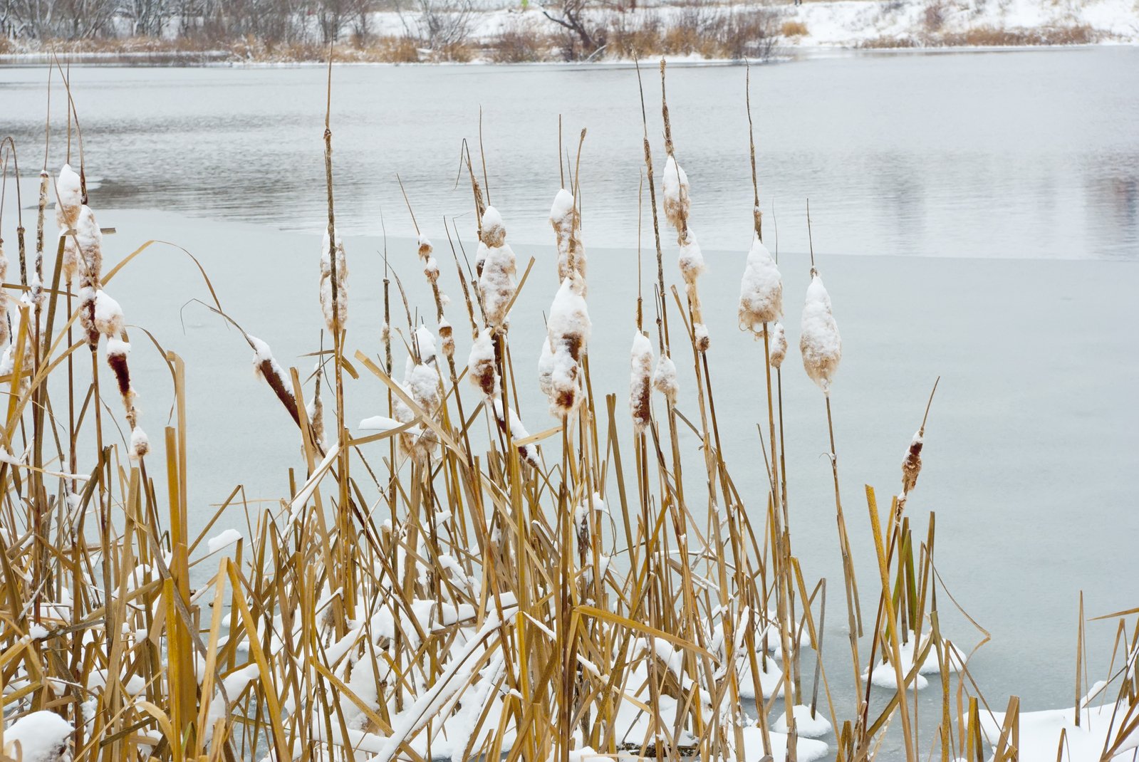 the frozen plants are growing near the water