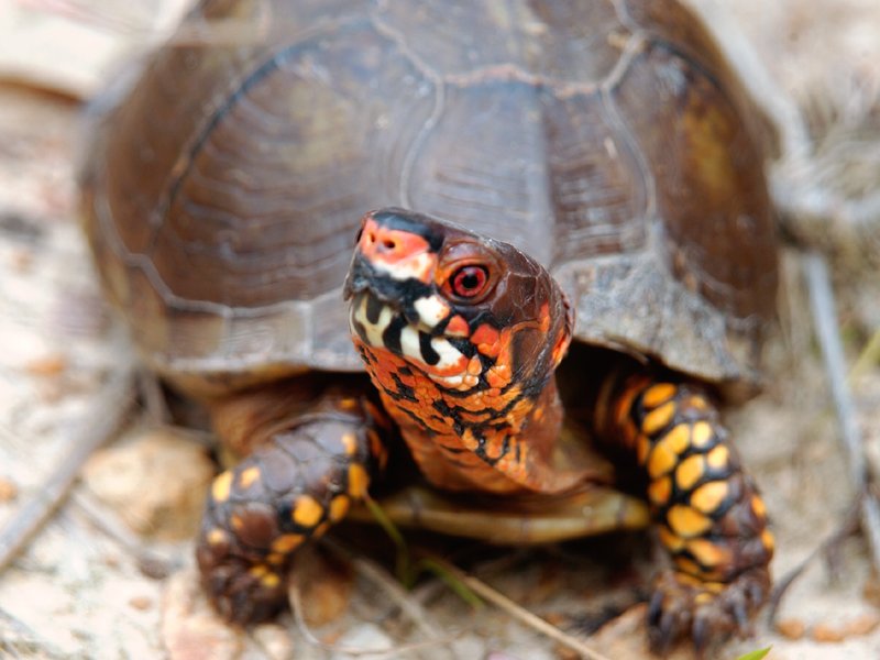 a close up image of a small turtle