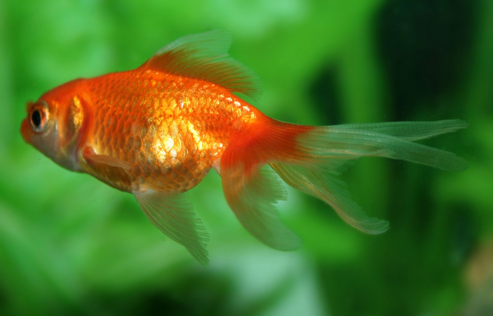 a red goldfish sitting on top of green plants