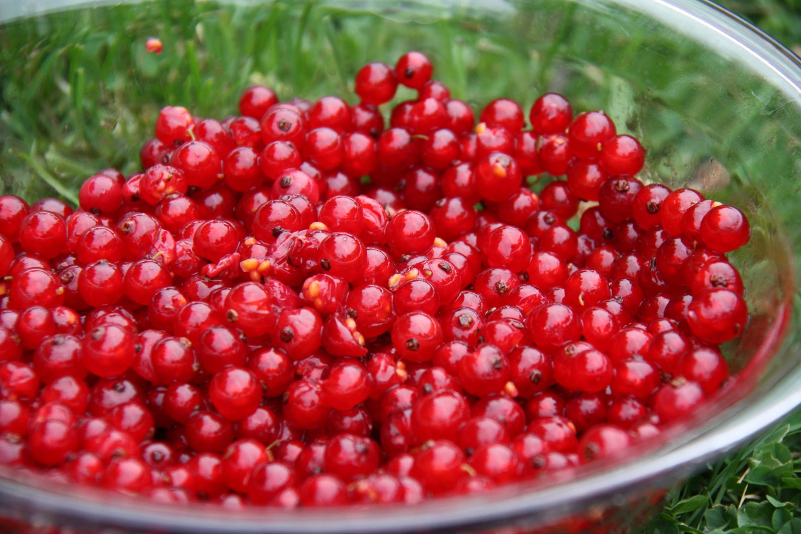 red berries with red caps in a large bowl on grass