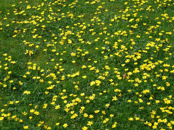 many yellow flowers bloom in the grass near an open field