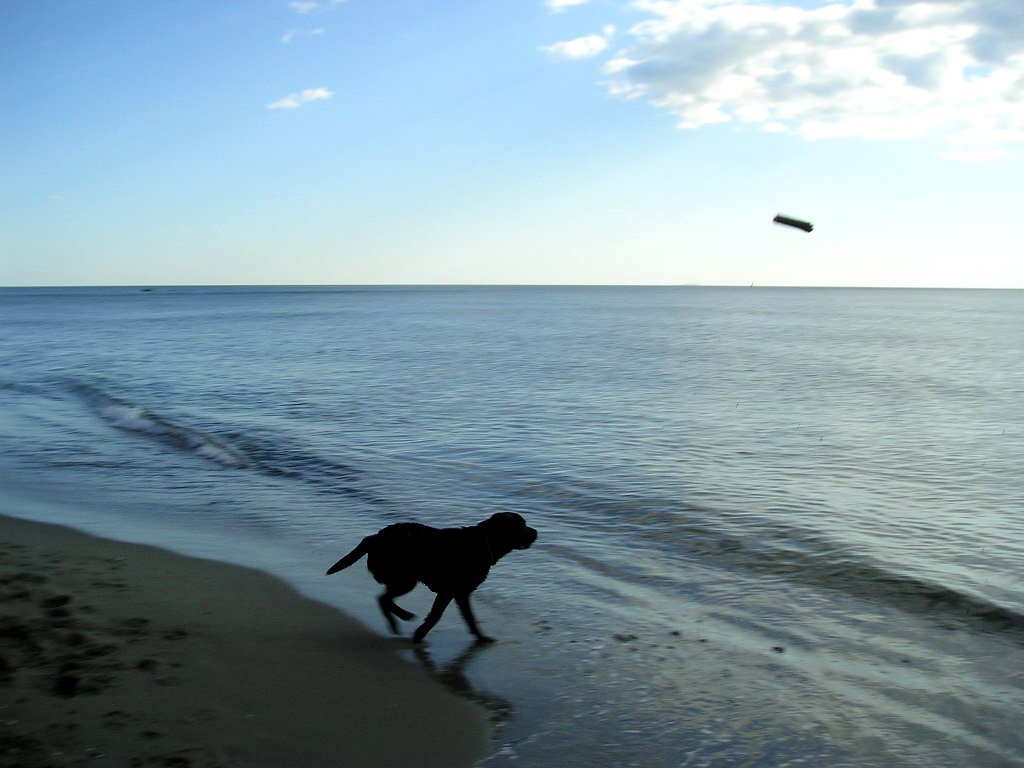 dog at the edge of an ocean and flying a kite