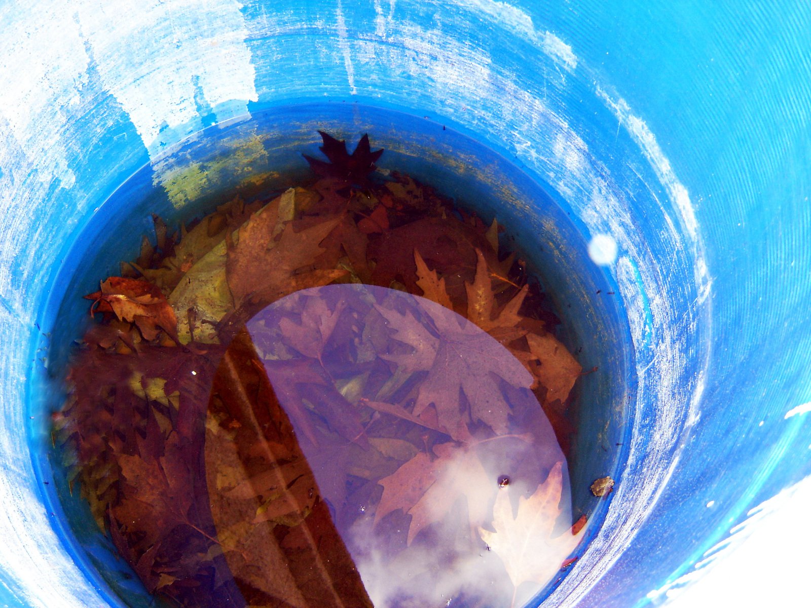 there is water that has been used as the bottom of a blue barrel