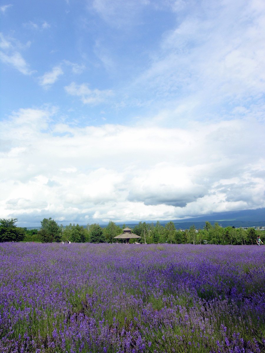 an empty field with lots of purple flowers