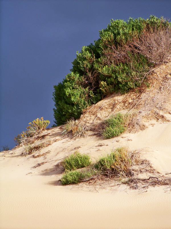 trees sitting on the top of a sand dune