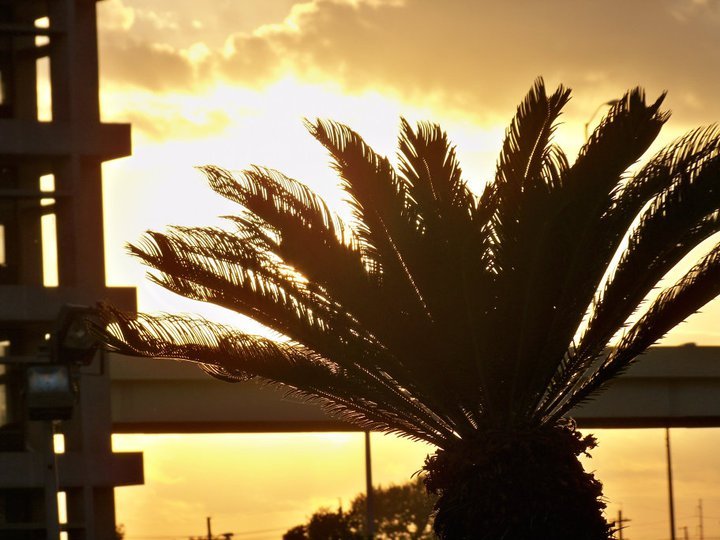 there is a palm tree with the sun peeking through it