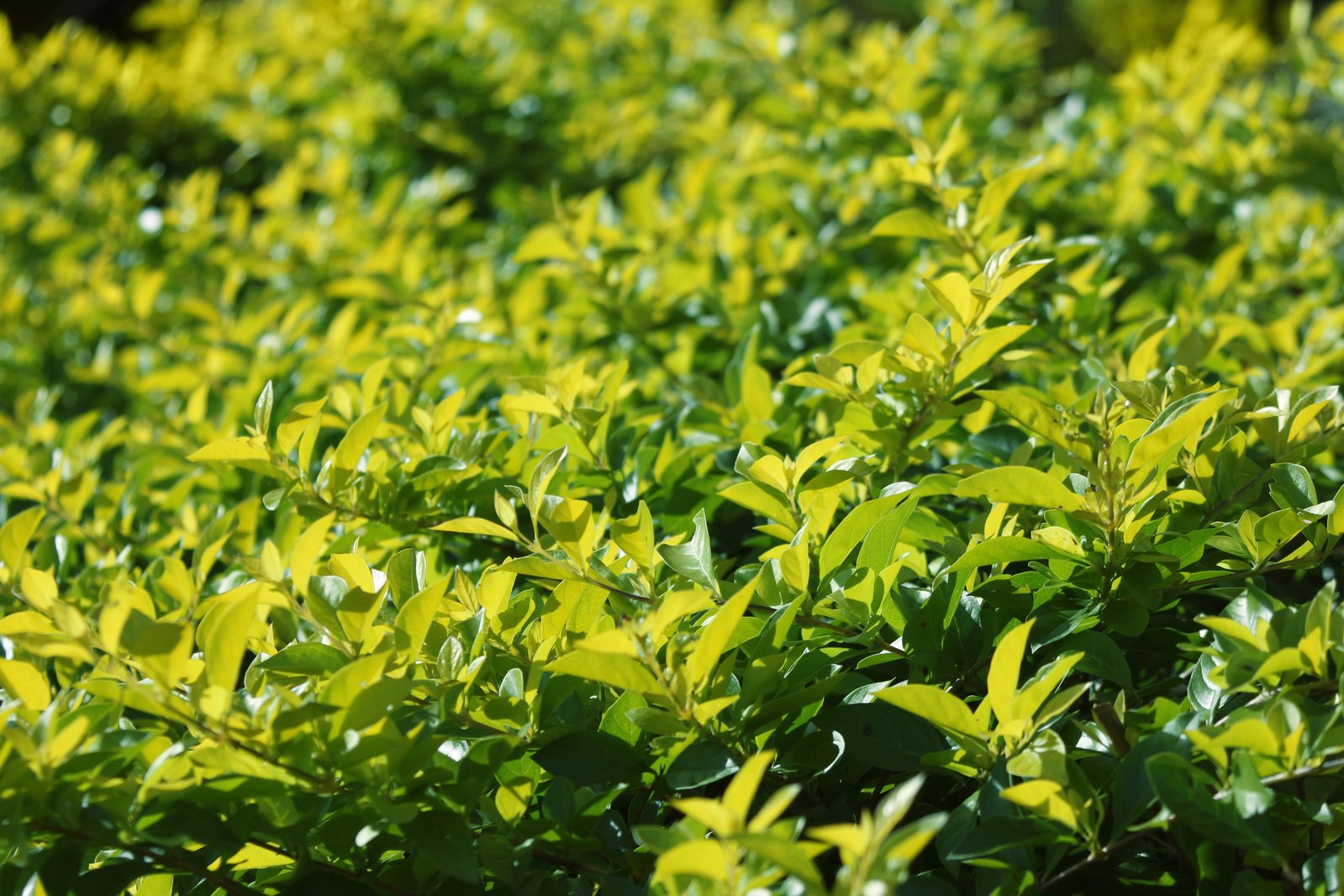 a bunch of bushes with some green leaves