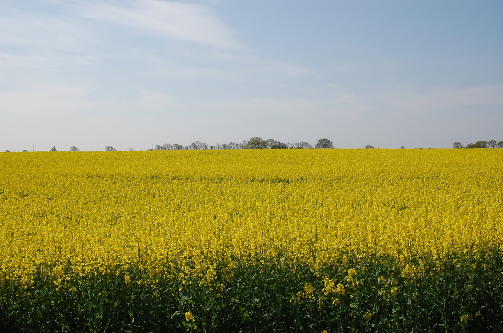a bright yellow field of wildflowers under a cloudy blue sky
