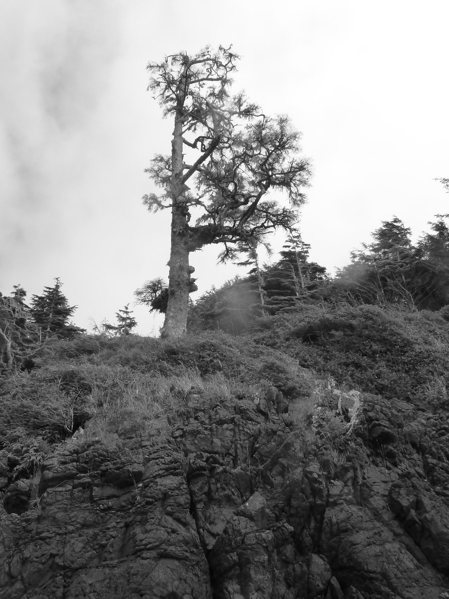 a tall pine tree is on top of a hill