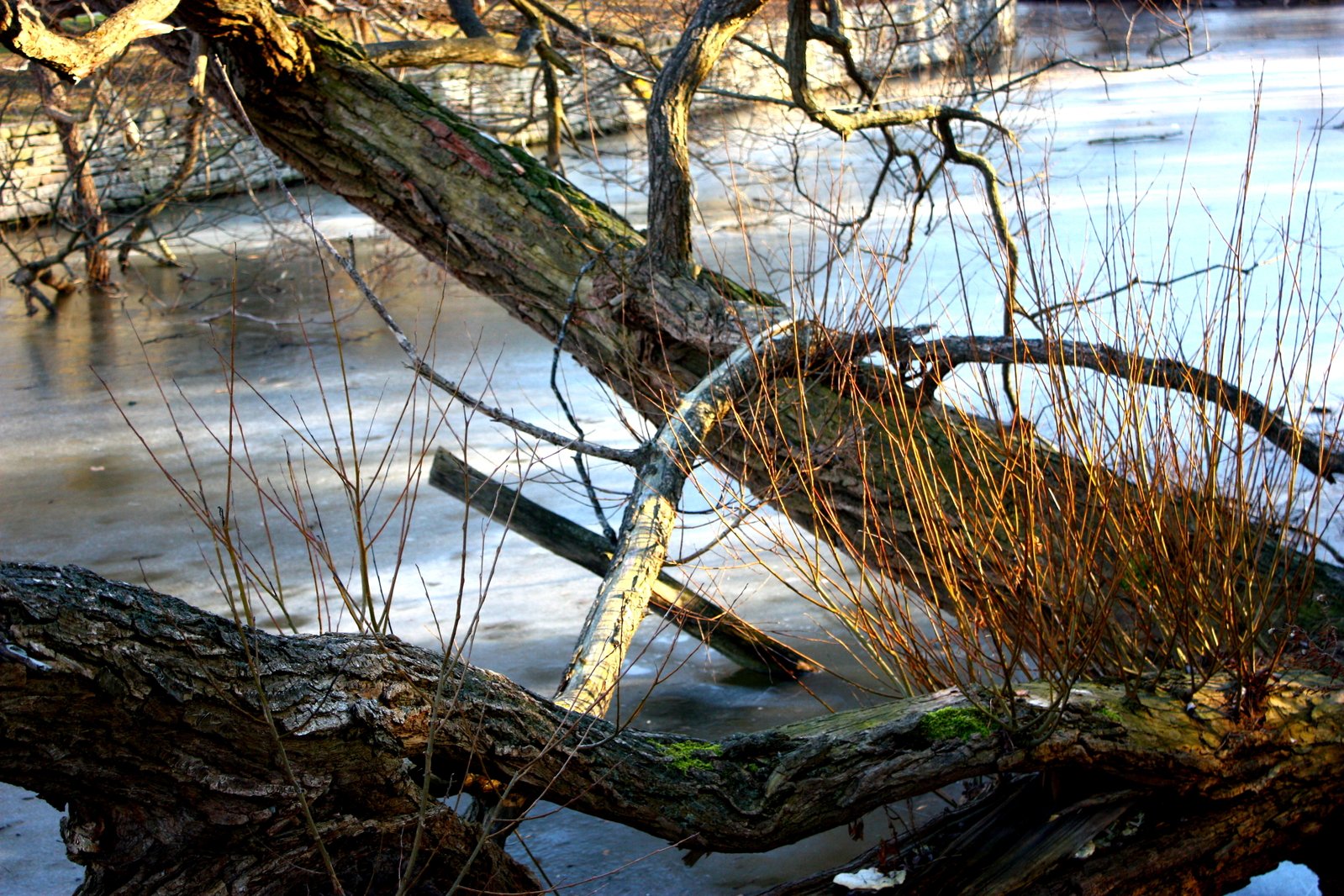 water flowing in the background with trees and nches above