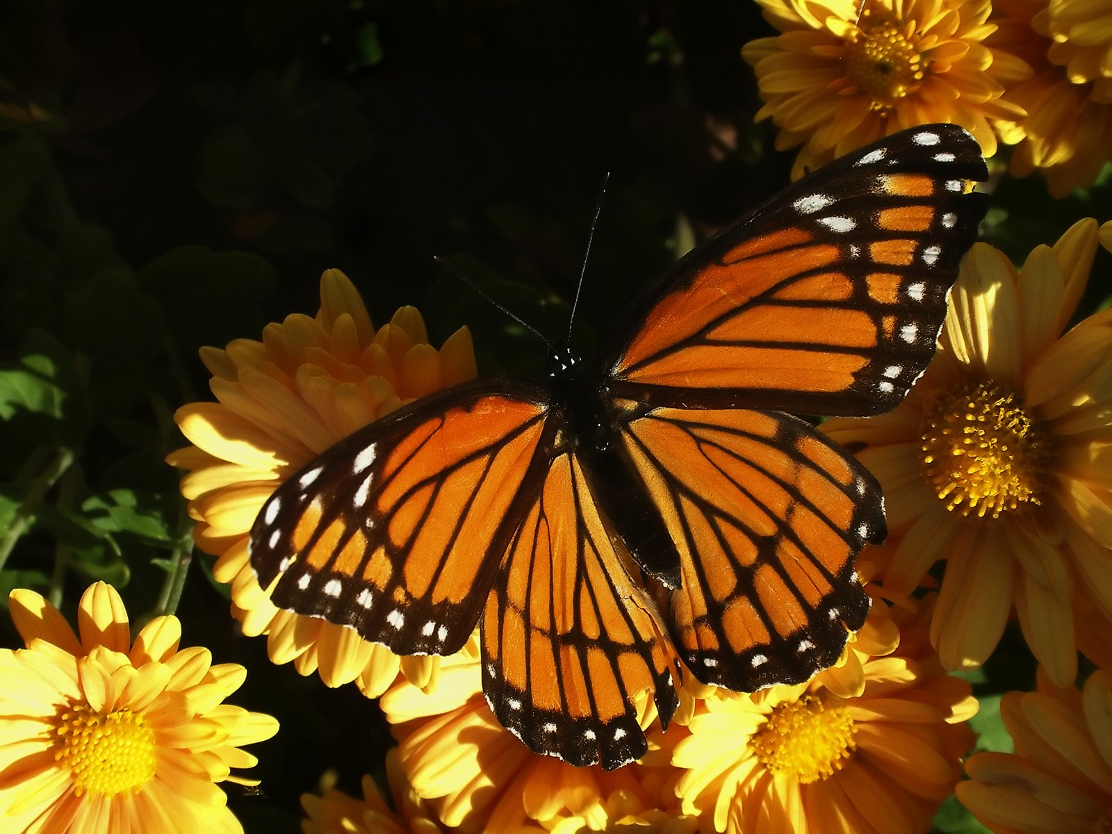 there is a erfly that is standing on some flowers